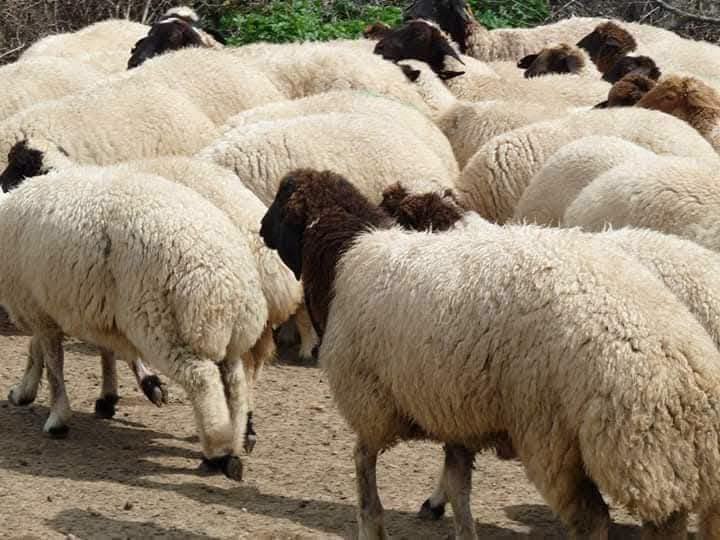 لتأمين سلامة الإنتاج الحيواني وحماية القطيع.. الإدارة العامة للمصالح البيطرية ترفع درجة اليقظة الوبائية 